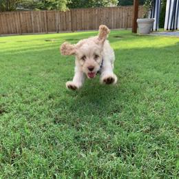 Cockapoo Puppies from Golden Paws