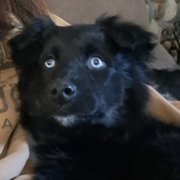 Obi (orange) - Australian Shepherd puppy from Cart River Aussies