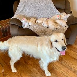 Raider - Light golden male Golden Retriever puppy in Liberal, Missouri from Good Life Goldens