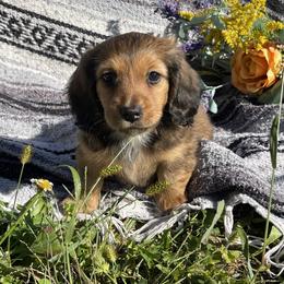 Dachshund Puppies from Neuhund Mini Dachshunds