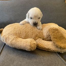 Mr Tan - 16 days old - Golden Retriever puppy from Golden State Goldens