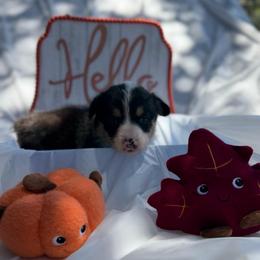 Blue - Black and tan male Pembroke Welsh Corgi puppy in Dobson, North Carolina from Clover S Farm