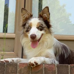 Blazer - Border Collie