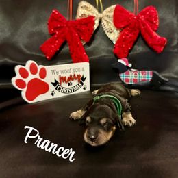 Prancer - Black and cream male Dachshund puppy in Biloxi, Mississippi from Southern Doxies Ms