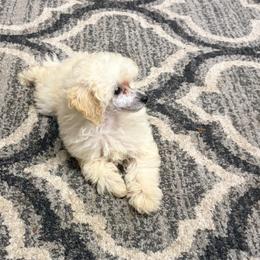 Kennedy - White female Poodle puppy in Birmingham, Alabama from Stormborn