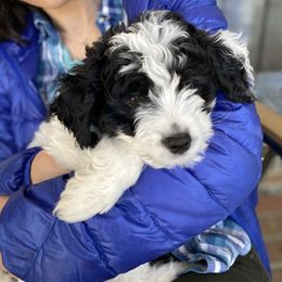 Aussiedoodle Puppies from Ever After Mini Doodles