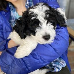 Aussiedoodle Puppies from Ever After Mini Doodles