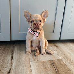 Bailey - French Bulldog puppy from Endless Frenchies