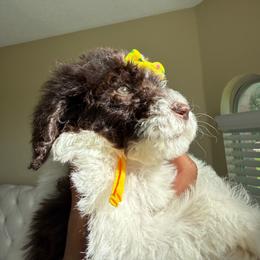 Miss. Nutella - Parti female Poodle puppy in Midlothian, Texas from Pristine Puppies & Signature Studs