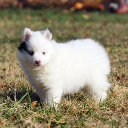 Molly Girl - White female Pomsky puppy in Frazeysburg, Ohio from Mountain High Kennels