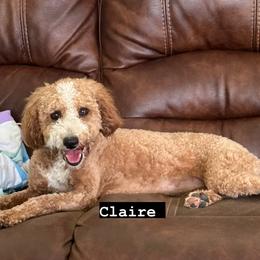 Claire - Goldendoodle