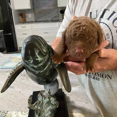 Chesapeake Bay Retriever Puppies from Chesi-Bay