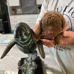 Chesapeake Bay Retriever Puppies from Chesi-Bay