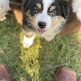 Australian Shepherd, Miniature Australian Shepherd, and Toy Australian Shepherd Puppies from Circle JTS Ranch