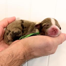 Bernedoodle puppies from Gentle Paw Goldendoodles