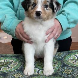 Australian Shepherd Puppies from Audacity Australian Shepherds