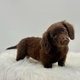 Oakley - Chocolate female Dachshund puppy in Litchfield, Illinois from Charmm Dachshunds