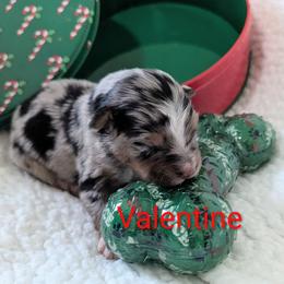 Valentine - Blue merle female Australian Shepherd puppy in Parker, Colorado from Legacy Ranch Australian Shepherds