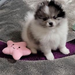 River - Blue merle male Pomeranian puppy in Wentzville, Missouri from Pawsome Poms