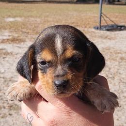Squirt - Black tan and bluetick male Beagle puppy in Bell, Florida from Pridgeon Kennels
