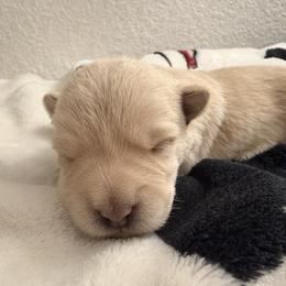 Bandit - Wheaten male Scottish Terrier puppy in Victorville, California from Santas Scotties