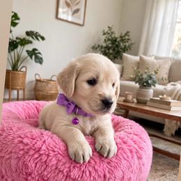 Purple Violet - Light golden female Golden Retriever puppy in Baldwin Park, California from Mountain Valley Retrievers