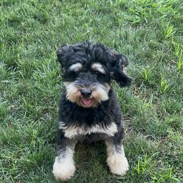 Australian Labradoodle Puppies from Australian Heritage Labradoodles