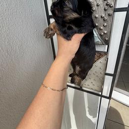 Yorkshire Terrier Puppies from XOXO YORKIES
