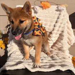 Blake - Sesame male Shiba Inu puppy in Elizabeth, New Jersey from Shiba Inu Loving Care