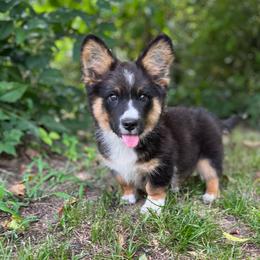 Dash Fluffy - Black and white male Cardigan Welsh Corgi puppy in Hope, Arkansas from Foxy Knoll Farm