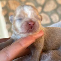 Boy 2 - Cream and white male Shih Tzu puppy in Calimesa, California from Little Mountain’s Shih Tzus