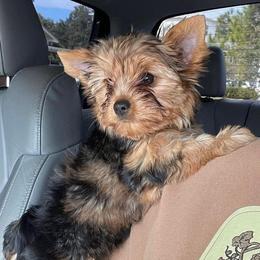 Yorkshire Terriers from L & L Yorkies