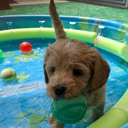 Australian Labradoodle Puppies from Integrity Labradoodles
