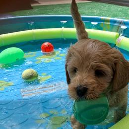 Australian Labradoodle Puppies from Integrity Labradoodles