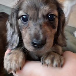 Lore - Dapple male Dachshund puppy in Mobile, Alabama from Ruff Patch Doxie Den