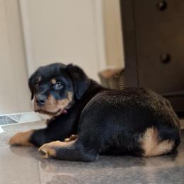 Rottweiler Puppies from CG Rottweilers