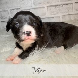 Tater - Brindle and white male American Corgi puppy in Greenwood, Indiana from Witch Creek Corgis