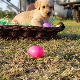 Aussiedoodle, Labrador Retriever, Labradoodle, and German Shorthaired Pointer Puppies from Cherokee Rose kennels