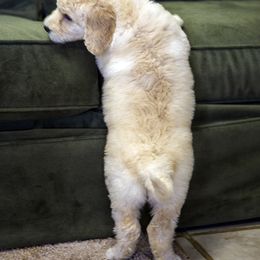 Poodle Puppies from Tamarack Poodles