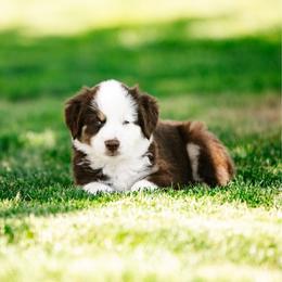 Rex - Red tri male Miniature Australian Shepherd puppy in Pocatello, Idaho from R Heart Mini Aussies
