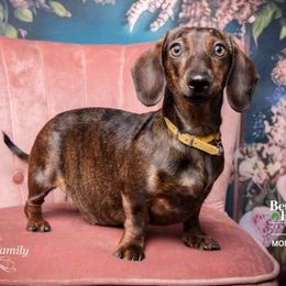 Chestnut - Dachshund