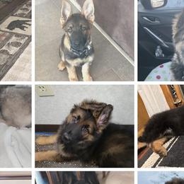 German Shepherds from J&A Shepherd's
