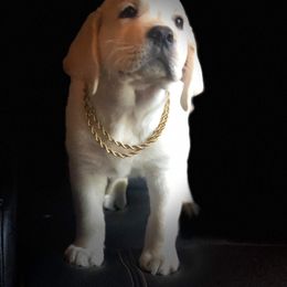 Labrador Retriever Puppies from Texas Finest English Labradors