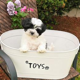 Oaklee - Piebald female Morkie puppy in Merrimack, New Hampshire from Morkie Puppies of NH