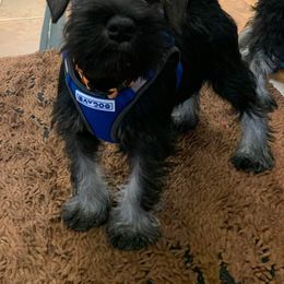 Boy 1 - Salt and pepper Miniature Schnauzer puppy in Parma, Ohio from Nature's Nook