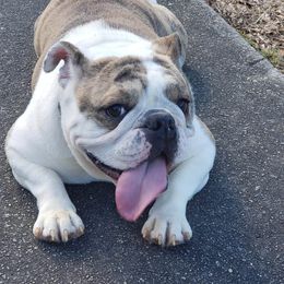 Macy - Bulldog