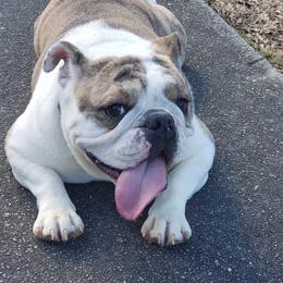Macy - Bulldog