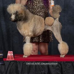 Poodles from Mount Mazama Kennels