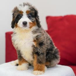 Lorna - Blue merle female Bernedoodle puppy in Dundee, Ohio from Down Home Doodle