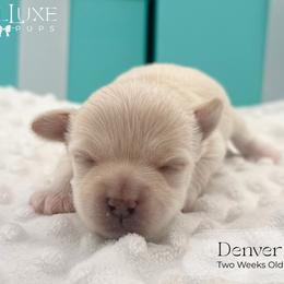 Denver - White and lemon male Morkie puppy in Scottsdale, Arizona from Lil Luxe Pups